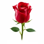 گل عاشقانه رز سرخ طبیعی +90,000تومان